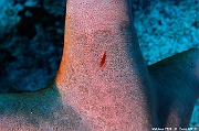 Choriaster granulosus Zenopontonia soror-Maldives Lankan Manta-23m-20240422-da-DSC_5763_tn